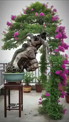 #xuhuongtiktok #foryou #caycanh #bonsai 