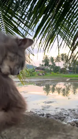 #catsoftiktok #cat #fyp #kucinglucu 
