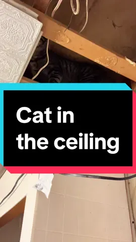 It’s not a home renovation without some car trying to make it all about them #catsmoves #catsdoingthings #homerenovation #catsvideo #catsbelike 