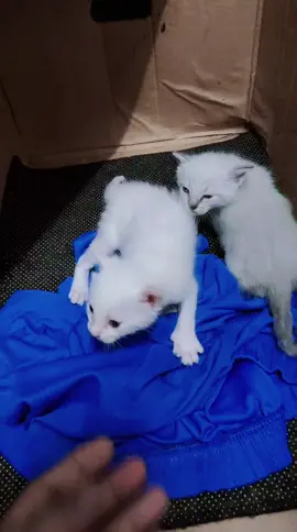 Ma Sha Allah, very cute la si anak Molly ni ♥️. Nak letak nama apalah agaknya ya. Boleh cadangkan tak guys 🤭  #CatLovers  #SimpleOfficer  #LowProfile  #Foryou  #Fyp 