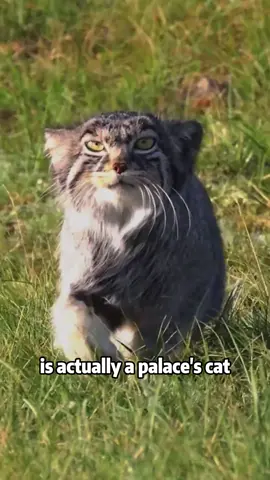 Palla’s cat Facts #fyp #animals #cute #facts #pallascat