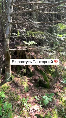 Пантерний 🍄 в Карпатах #пантернийгриб #гриби2025 #гриби 