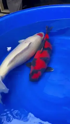 tancho kohaku AKF 70cm jantan tulen senggol croot😃 istimewa #koiindonesia #koilovers #fyp #lunoxkoiblitar #koi 