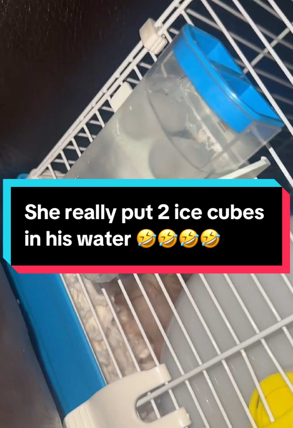 She don’t put ice in her dog water 😂😂😂😂 #quniecelee #pets #PetsOfTikTok #hamster #hamstersoftiktok 