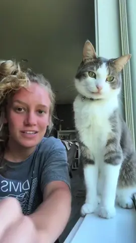 When your cat switches from angel to demon in 0.2s #catsoftiktok  #fyp  #foryoupage  #funnycats  #cutecat 