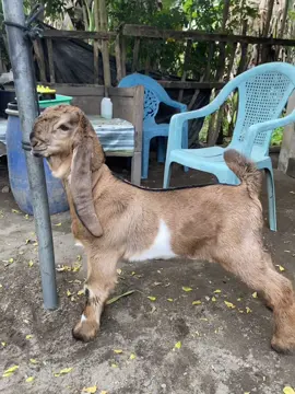 Trenggiling🥰#peternakkambing #kambingnyeni🐐 #ettawabreedingkontes #ettawaluarbiasa👍👍👍 #kambingkaligesing #sobatngaret #ettawaindonesia #jerabangindonesia #jerabangjawatimur #jerabangsuper #jerabangtulungaggung #peternakmuda 