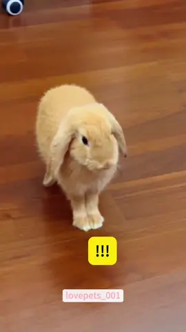 Bad-Tempered Rabbits.#rabbit #rabbits #rabbitsoftiktok #rabbittok #funny #foryou #funnyvideos #viral #usa #fypシ #funnymoments #funnytiktok #cute #fyp #animal #funnyanimals 