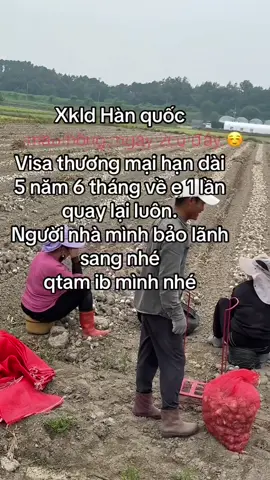 Nông nghiệp Hàn quốc.visa thương mại dài hạn 5 năm #xuhuong #xkldhanquoc #nongnghiephanquoc🇻🇳🇰🇷 #syria 