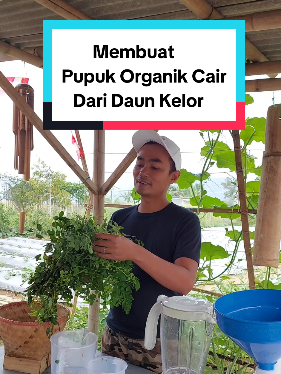 Pupuk Organik Cair Dari Daun Kelor PART 1 #kelor #pupuk #pupukorganikcair #pertanian #petaniindonesia🇮🇩🇮🇩🇮🇩🌿🌿 
