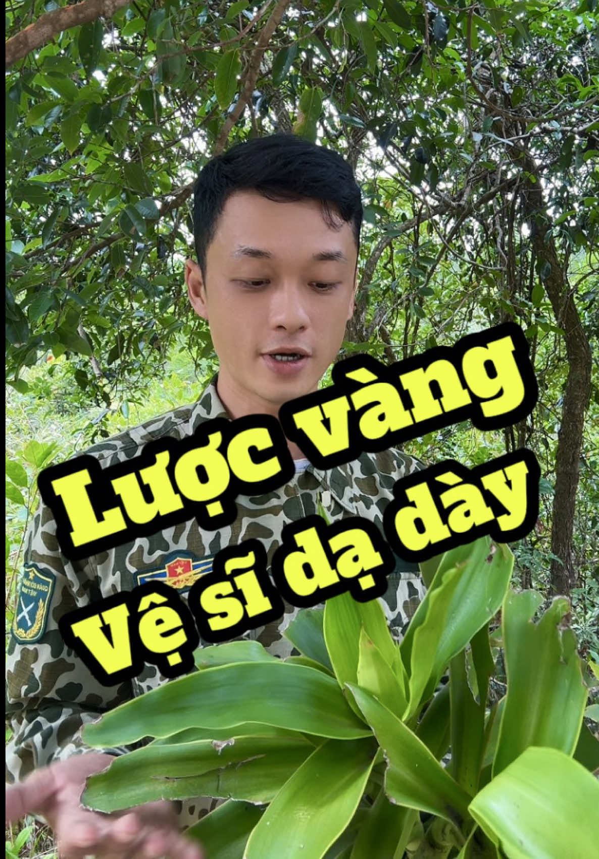 Cây lược vàng - bí quyết giúp khoẻ dạ dày, ăn ngon, ngủ yên #duocsilenghia #cayluocvang #viemloetdaday #baithuocdangian 