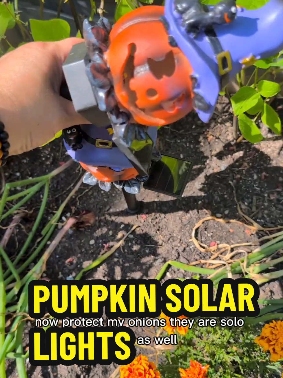 Outdoor Solar Pumpkin Lights 🎃 – the easy way to give your garden a glowing Halloween makeover. Solar-powered (no plugs, no stress) Perfect for lining your path, driveway, or garden for that eerie festive glow 👻. #solarlights #halloweendecorations #alttiktok #tiktokmademebuyit #dealdrops 