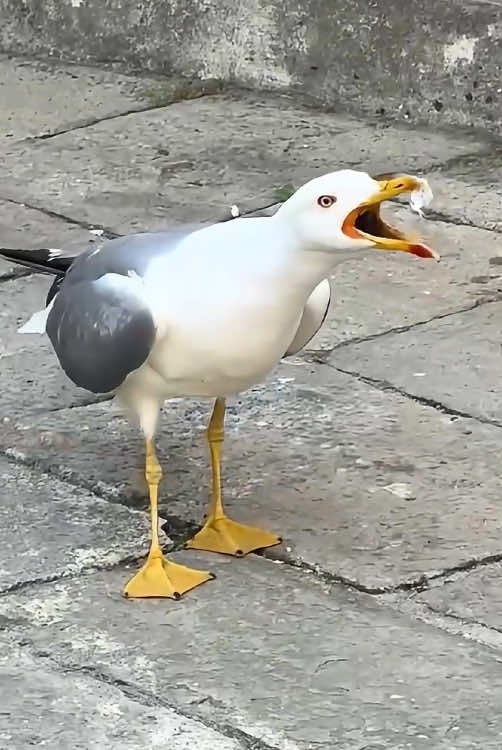 Why Are Seagulls Like This?😭😂#seagullChaos #seagull #funnyvideos #funny #birds #funnytiktok #cute #foryou #fyp 