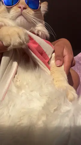 #catsoftiktok 