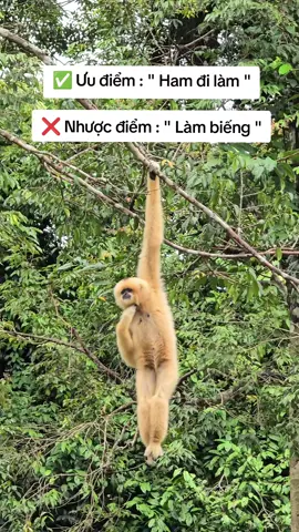 Được cái làm biếng là s1#GreenCreator #VinWonders #WonderSummer2025 #dulich #xh 