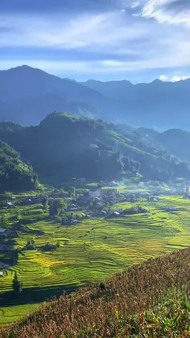Sa Pa tháng 8 mùa lúa sắp chín. Đẹp như một bức tranh giữa đời thường #sapa #mualuachin #fyp #binhyen #traveltiktok  