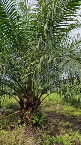 Dijual lahan/kebun sawit lokasi Kuala Pembuang Jl. Simpang telagapulang Trans unit 2, Kuala Pembuang Kebun/lahan sawit luas total 15 hektar, lokasi di trans unit II Kuala Pembuang, lahan sudah ditanam pohon sawit kurang lebih 300-350 pohon siap panen, lahan/kebun bentuk L, akses bisa langsung ke anak sungai. Cocok untuk investasi kebun sawit, harga lahan/kebun murah (pasaran sekitar 50 jt/ha), surat aman SPPT. Harga : 20 Juta/hektar✅️ Ada 15 hektar dijual borongan. Minat hub Rini Wulan 082155772442 #seruyan #kalteng #tanahmurahseruyan #tanahdijualkualapembuang #tanahmurahkualapembuang #kalimantantengah #palangkaraya #palangkarayakotacantik #kebunsawit #kebunsawitdijual #riniwulanproperty 