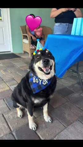 I could write a book about how much I love this dog and how much he’s helped me mentally. Happy 10th birthday to my shnookems bookems ❤️ #dogparty #dogsoftiktok #fyp #floridastate #xyzbca  