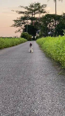 Harini leona healing2 sambil jalan2 sja ja#catlovers #catcutemoment #catsoftiktok #leona #pencintamakhlukallah 