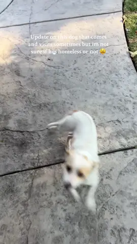 Replying to @andria soriano he seems like he has anxiety or something 😭 im not sure if hes just cautious or if he went through something #homelessdog #dogsoftiktok #dogs #pets 