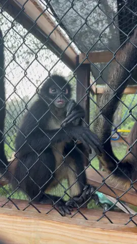 Hope your Monday starts out amazing just like ours! Here’s to a great week ahead.  #monkey #monkeysoftiktok #monkeys #spartn #rescue  