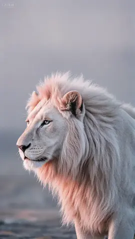 The lions#ai #aicontent #aiart #livewallpaper #princess   