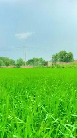 Video#viral #pinda #aly  aa hava v dost mari ban gi aa