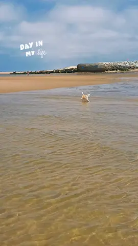 #cut #chien #plage #dog quand blacky joue avec @Blue 