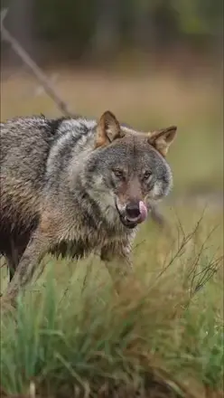 Wolf 🐺🐺🐺 #wolf #animals #wildlife #animalsoftiktok #بھیڑیا 