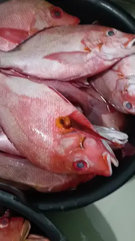 ikan segar aceh #ikansegaraceh #fyp #ikanpancing #ikansegaronline #ikanviral 