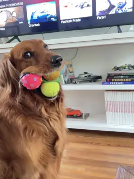 #leo #goldenretriever #goldenretrieverlife #dogsoftiktok #dogchallenge 