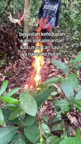 #tbbr🌾🌾 berburu gass dayakkalimatan 