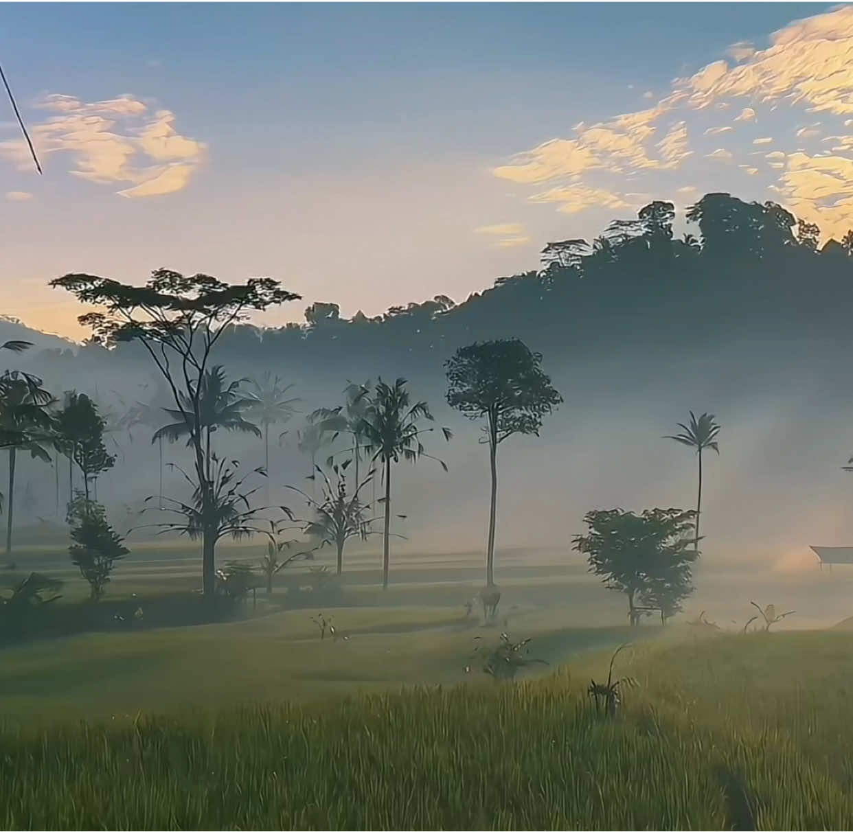a symphony of colors | #fyp #foryou #sawah #aesthetic #fypシ 