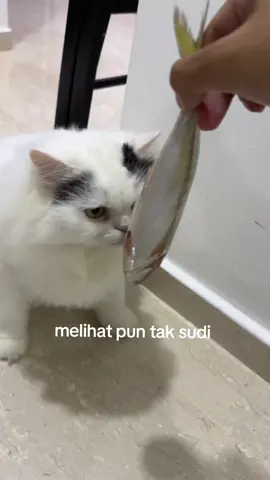 Niatnya mau ajarin makan real food, melihat pun tak sudi 😼🐟 temen-temen pada ajarin anabul makan ikan gimana yaa?