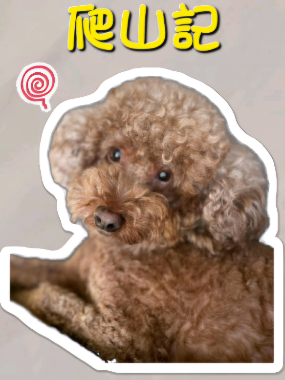 我不走路🐕I don’t walk, I get carried #fyp #foryou #viral #PetsOfTikTok #cutepets