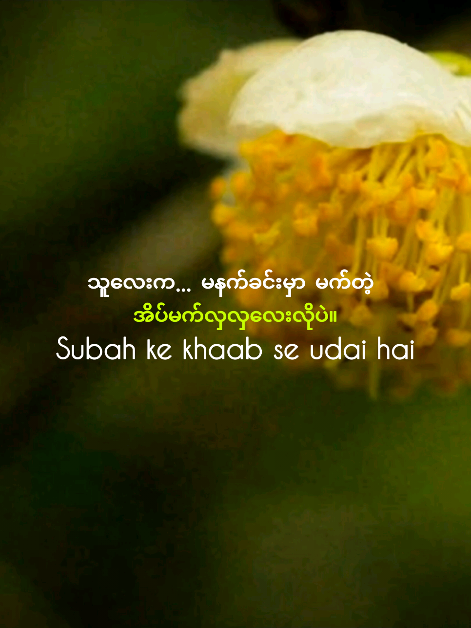 🌿🌸သူလေးက… ကိုယ့်မျက်ဝန်းလေးထဲ အမြဲနေတဲ့... မနက်ခင်းအိပ်မက်လှလှလေး ✨ 🌿🌸She lives in my eyes… just like a beautiful dream of the morning ✨ #DreamInMyEyes  #HerEveryShade  #RomanticVibesOnly  #LoveInLyrics  #HeartfeltMelody 