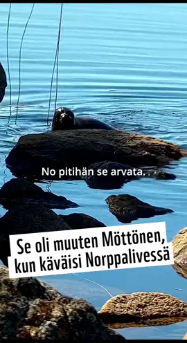 Möttönen käväisi Norppalivessä! 😍 Viime keväisen WWF:n Norppaliven juhlatuotantokauden eli Norppalive 10:n lähetyksessä ei juuri saimaannorppia näkynyt. Pari kertaa norppa kävi kuitenkin näyttäytymässä ja ainakin toisella kertaa se oli Möttönen. Itä-Suomen yliopiston norppatutkija Piia Mutka tunnisti norpan Möttöseksi videotallenteen avulla sen kylkikuvioiden perusteella. Möttönen on urosnorppa, joka on kuvattu ensimmäisen kerran vuonna 2022 Puruvedellä. Tuolloin se oli jo aikuinen saimaannorppa, joten sen iästä ei ole tarkkaa tietoa. Vuoden 2022 havaintoon liittyy myös kiinnostava tarina. Möttönen oli tuolloin nimittäin ensimmäinen norppatutkija Mutkan tunnistusta varten kuvaama saimaannorppa, ja tämä tapahtui vielä Mutkan tutkijan uran ensimmäisenä norppien kuvauspäivänä. ”Nimensä Möttönen sai minulta. Kun varmistui, että tosiaan olin ensimmäinen, joka on kyseisen yksilön koskaan kuvannut ja se sattui olemaan ensimmäinen koskaan näkemäni norppa. Sukupuoli ei ollut vielä varmistunut, joten nimi olisi taipunut kummallekin sukupuolelle,” kertoo Mutka. Seuraavaksi Möttönen kuvattiin 2023 etelämpänä Puruvedellä ja tämän jälkeen 2024 Haukivedellä. Siellä se nähtiin mm. jäällä yhdessä toisen norpan kanssa, joka on toistaiseksi tunnistamaton. Ja nyt 2025 Möttönen nähtiin tosiaan Norppalivessä Pihlajavedellä ja toisen kerran myöskin Norppaliven kameran paikan lähistöllä. Onnea matkaan ja pitkää ikää, Möttönen! #WWFSuomi #Norppalive #saimaannorppa #norppa #Möttönen 🎵: Pooches’ Parlor / Sam Wedgewood / Audio Network