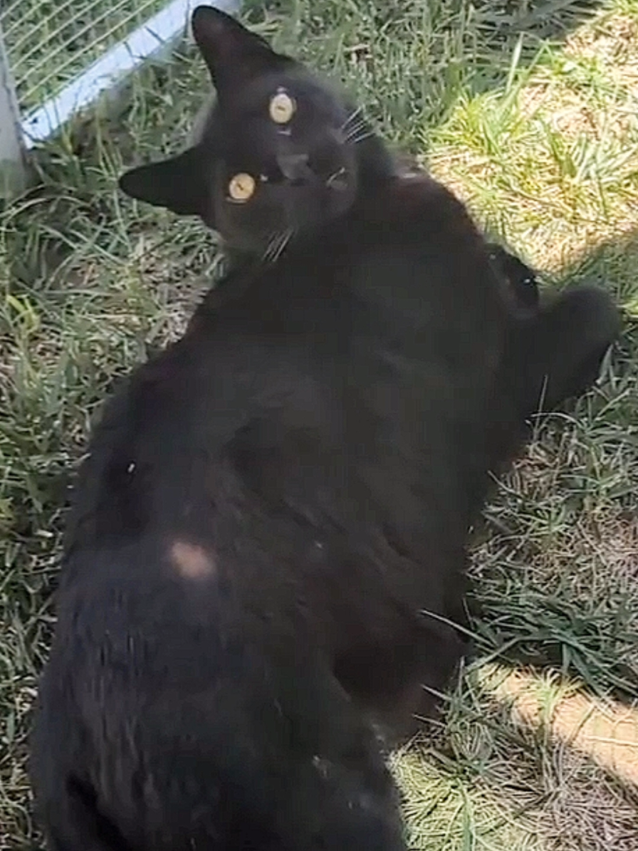 This is me being appreciated yesterday.#blackcatsoftiktok #cats #blackcats 