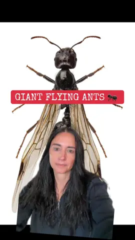 #greenscreen FLYING ANTS PREDICTING GIANT ONES  #fyp #psychic #pestilience 