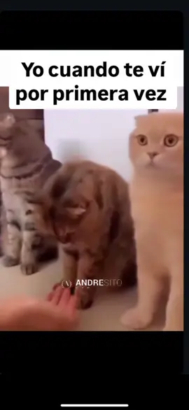 🐈🐈#funnyvideos 