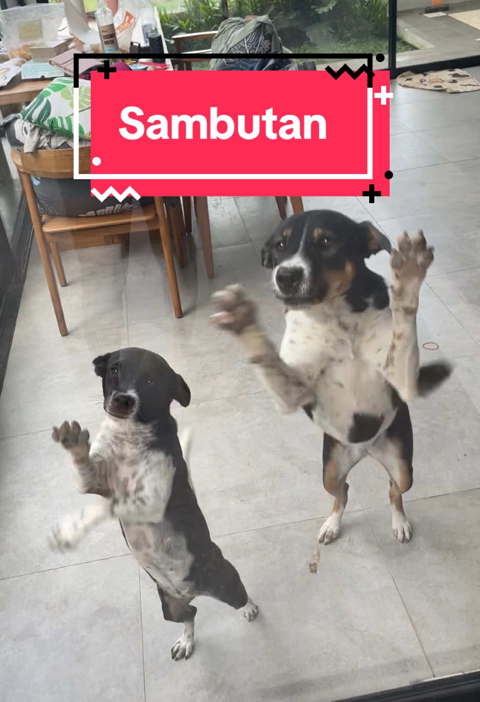 Replying to @bronzeltiny.thecanggudog Selaluuu overexcited #anabulkesayangan #anjingtiktok🐶 #anjingviral #fyppp #dogsoftiktok 