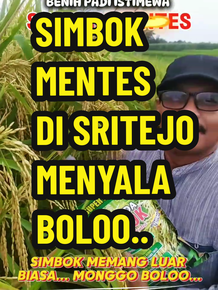 [ 10 kg ] benih padi SIMBOK MENTES MENYALA  LUAR BIASA... #benih #padi #simbok #mentes 