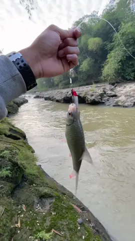 Ditinggal begitu saja 🥹#fishing #casting #mocel #sungai 