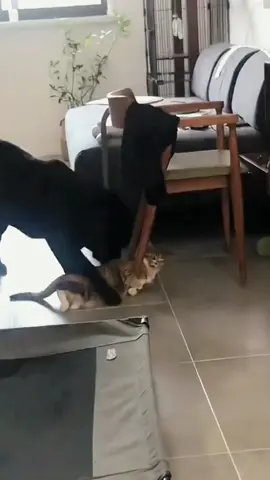 Funny animals #pet #dog #cat #animals #cute #foryoupage #fyp 