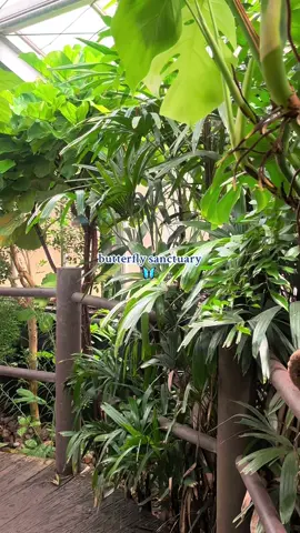 prettiest place #butterfly #butterflysanctuary #fyp #viral #foryou 