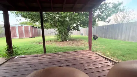 Here’s a video of my dogs playing outside. The big one is Thor, the small one is furby. #dogs 
