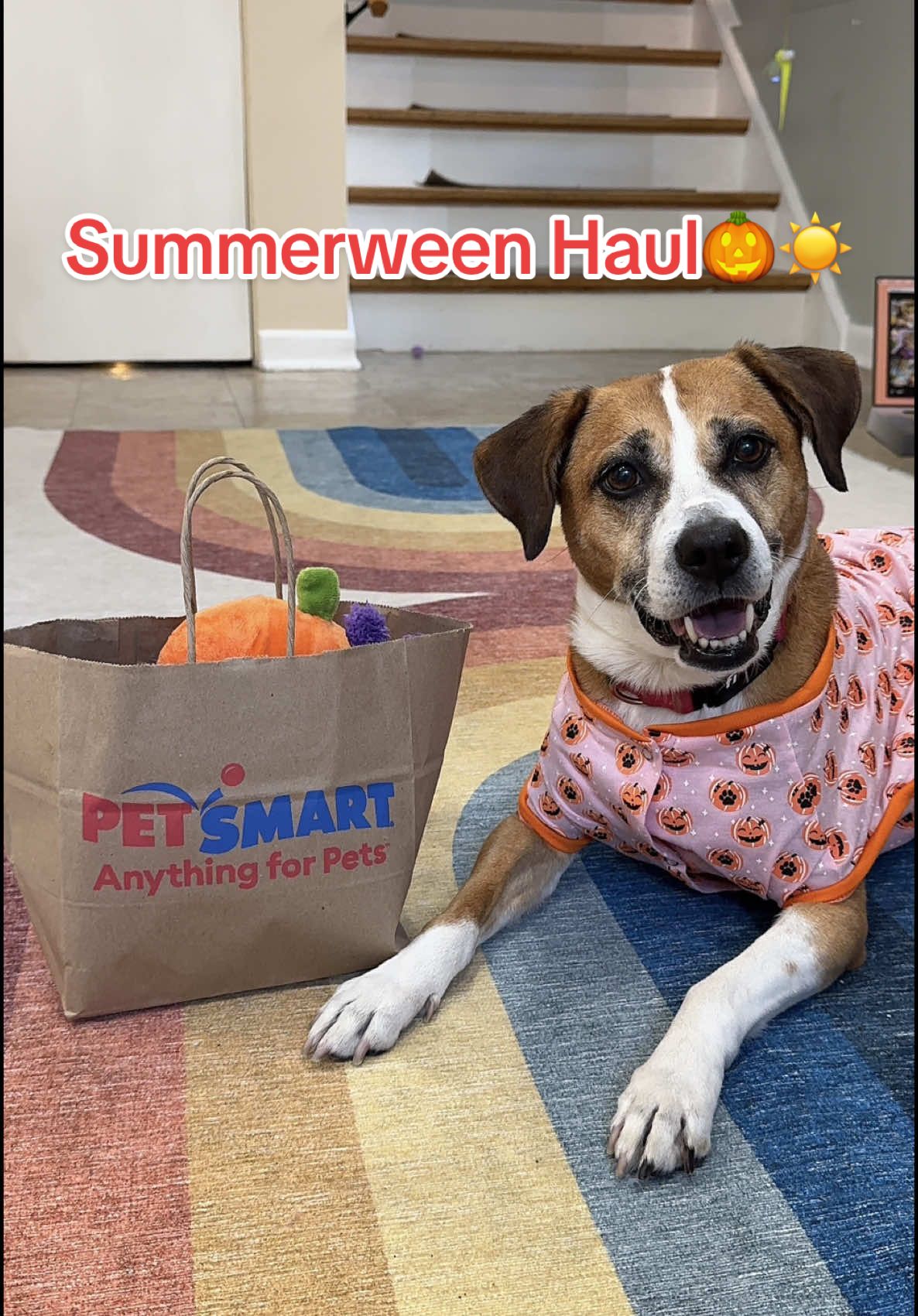 Maggie’s got her paws on the spookiest summer ever 🎃☀️ Which toy would your pet grab first? Tell us in the comments! 🐾 #petsmart #anythingforpets #summerween #halloween #dogtoys #dogparents @Julia | Rescue Dogs & Bengals 