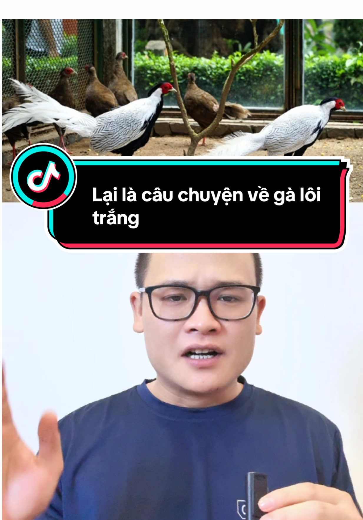 Tiếp tục một vụ việc liên quan tới gà lôi trắng #tintuc #tinnong #tintuc24h #tinnongtrongngay 