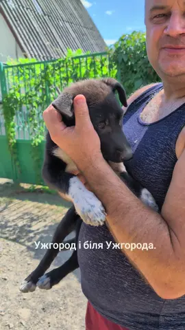 Може комусь потрібен песик#собака #песик #приблудилась #дворняжка #ужгород 