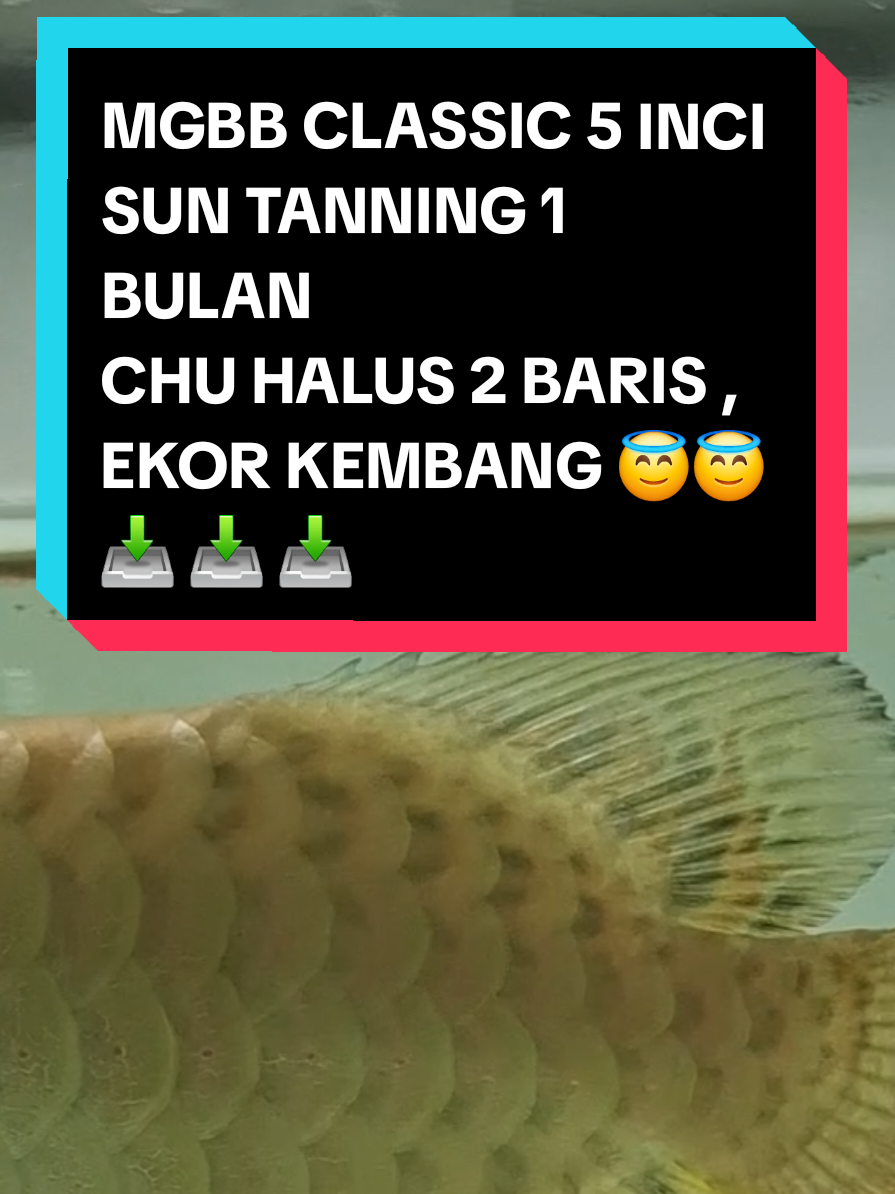 MGBB CLASSIC 5 INCI SUN TANNING 1 BULAN CHU HALUS 2 BARIS , EKOR KEMBANG 😇😇 📥 📥 📥  #huijinarowana #malaysiatiktok #mgbb #arowana #goldenheadcrossback 