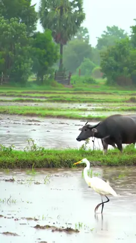 #ទេសភាពស្រុកស្រែ🌄🏜️🌱🌼🌾🐟 #ភ្លៀង #rurallife #អតីតកាល #countryside @Rural life @Rural life @Rural life 
